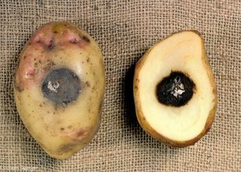 Фомоз картоплі: причини виникнення та заходи боротьби