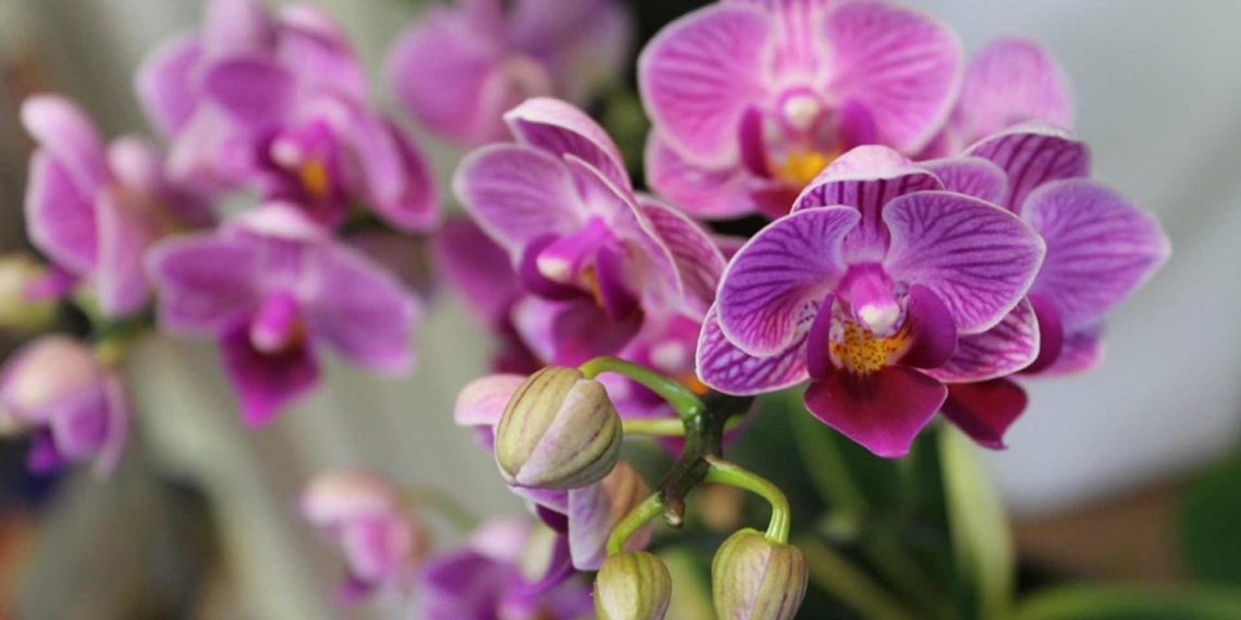 Як доглядати за орхідеями