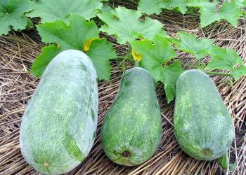 Бенінказа, або білий гарбуз Тибету