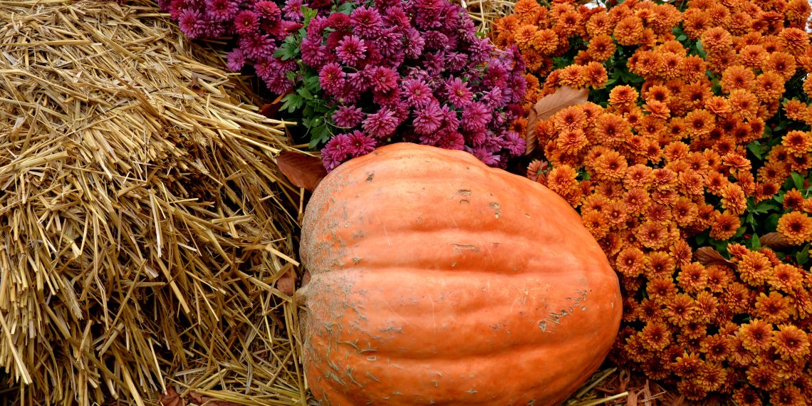 Як позбавити хризантеми від шкідників