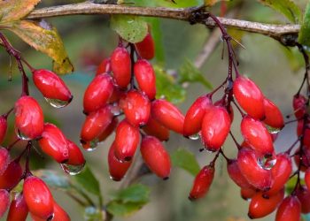 Недостиглий барбарис — отруйний