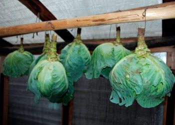 Капусту зберігайте… на гачку
