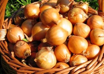 Цибулю перед зберіганням просушіть