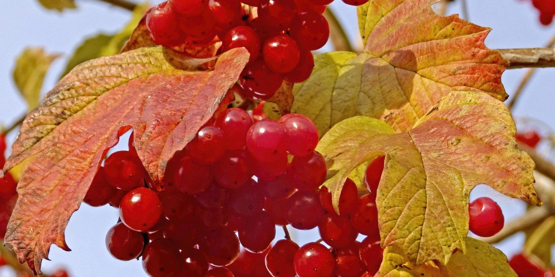 Щоб калина родила