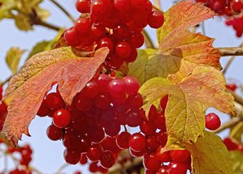 Щоб калина родила