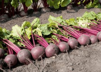 Чи можна сіяти буряк під зиму?