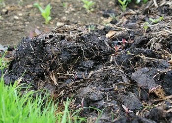 Коли вносити органіку восени?