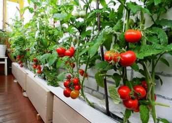 Помідори на балконі