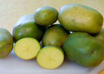 Чому не можна їсти позеленілу картоплю