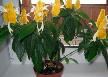 Пахістахіс любить багато світла