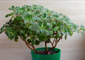 Аїхризон — дерево любові