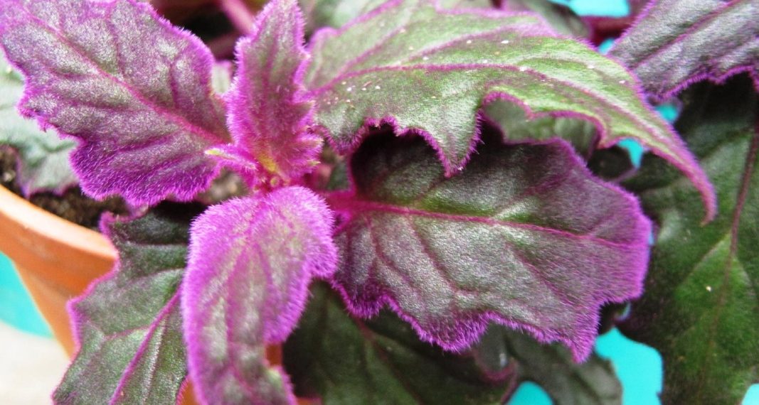 Гінура оранжева легко розмножується живцями