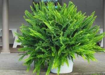 Кімнатна папороть потребує підкисленого ґрунту