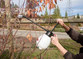 Навіщо обробляти дерева мідним купоросом?