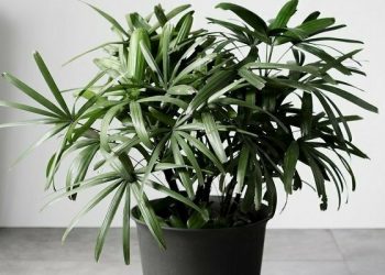 Бамбукова пальма очистить повітря