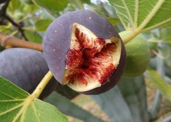 Інжир не любить холоду