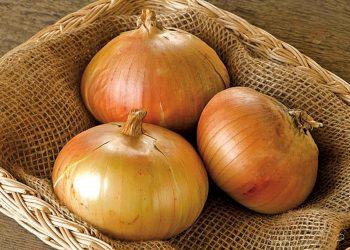 Хто цибулю вживає, той хвороб не знає