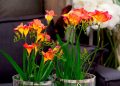 Фрезія на підвіконні