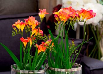 Фрезія на підвіконні