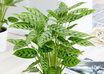 Чому листя калатеї сохне?