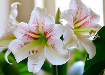 Не цвіте гіпеаструм