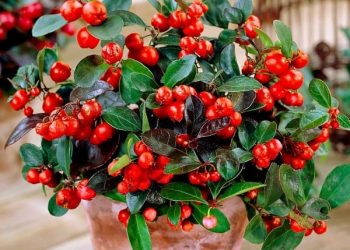 Гаультерія як новорічний декор