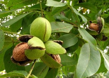 Горіх щепіть взимку