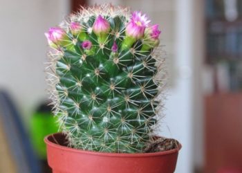 Кактус: невибагливий житель підвіконня