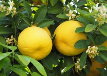 Грейпфрут з’їли — кісточку посадили