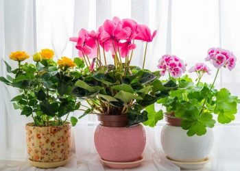 Чим та як підживлювати кімнатні рослини