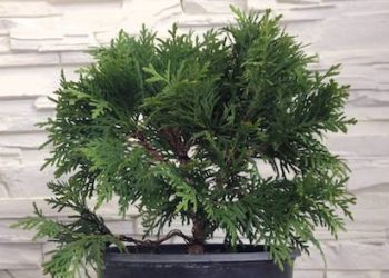 Хвойні в інтер’єрі