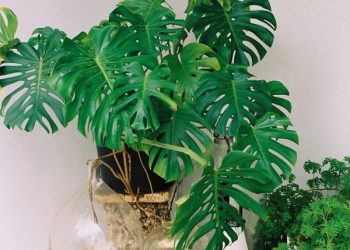 Монстера — зелений барометр