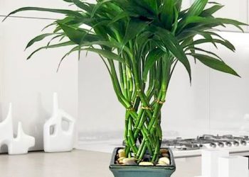 Як пересадити бамбук