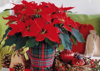 Різдво з пуансетією