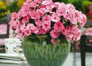 Як розмножити кімнатний бальзамін