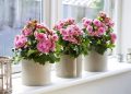 Як вирощувати бегонію