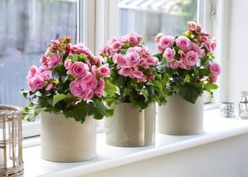 Як вирощувати бегонію