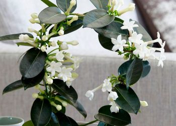 Кімнатний жасмин — король ароматів