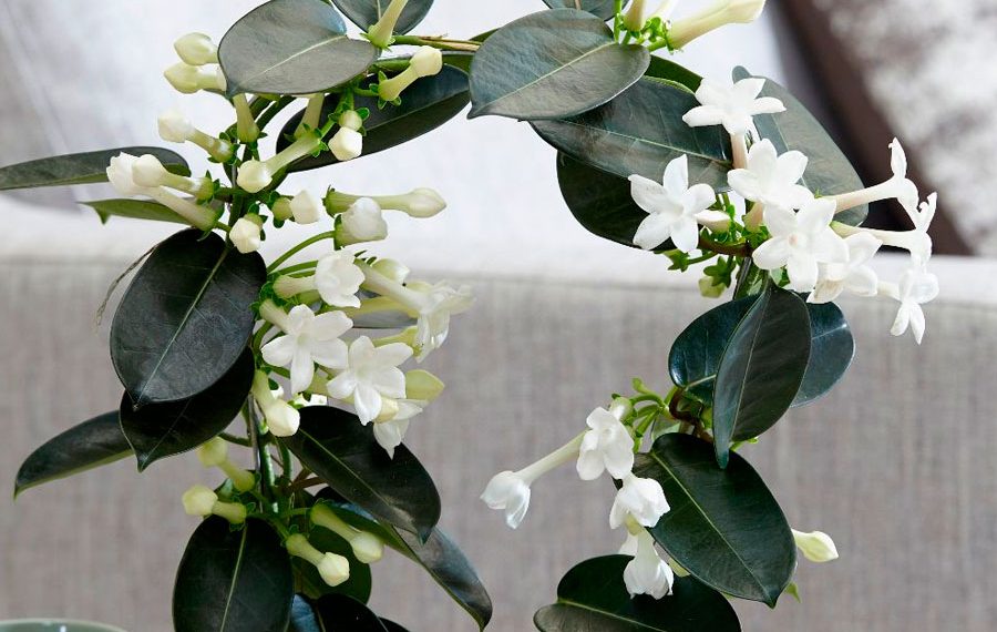 Кімнатний жасмин — король ароматів