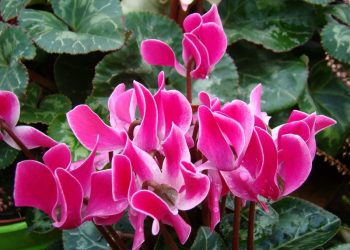 Альпійська фіалка