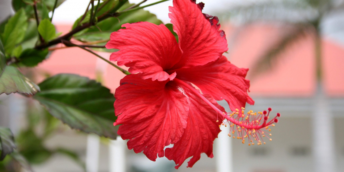 Вазони, які додадуть барв взимку