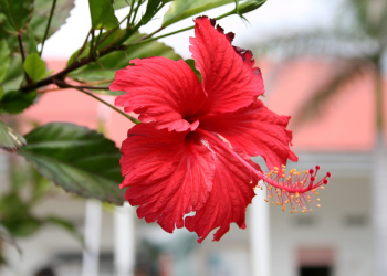 Вазони, які додадуть барв взимку