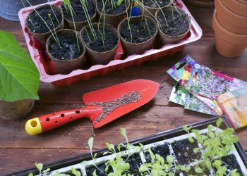 Скільки років насіння придатне до висіву?