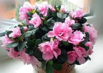 Азалії потрібен хвойний ґрунт