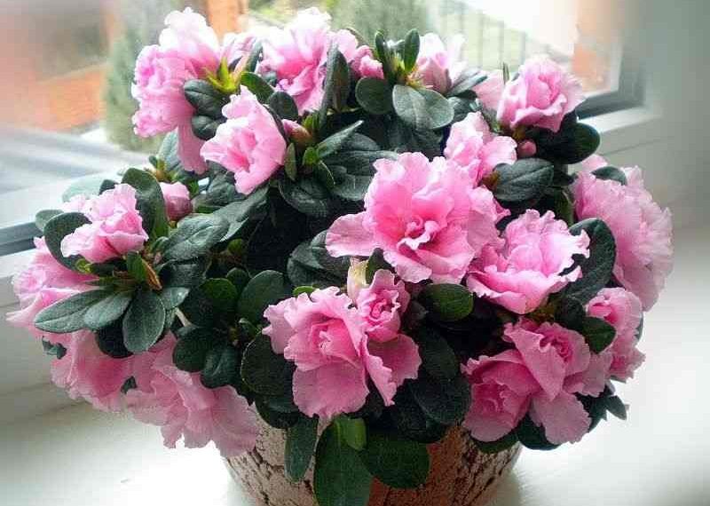 Азалії потрібен хвойний ґрунт