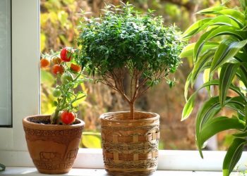 Мирт очистить повітря в домі