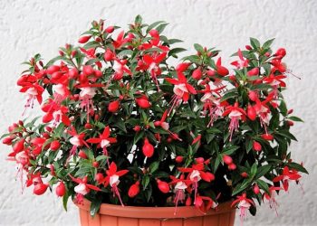 Невибаглива фуксія