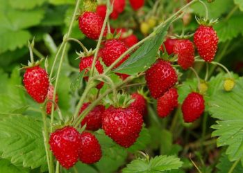 Садова суниця з насіння