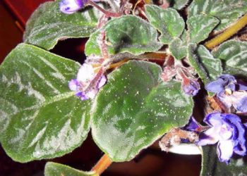 Попелиці на кімнатних рослинах: 3 дієві засоби боротьби