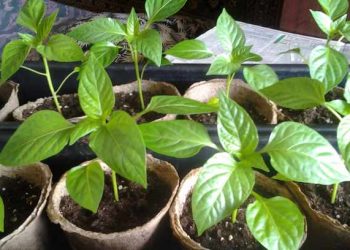Чи потрібно пікірувати розсаду перцю?